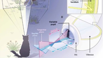 Features of feline eyes