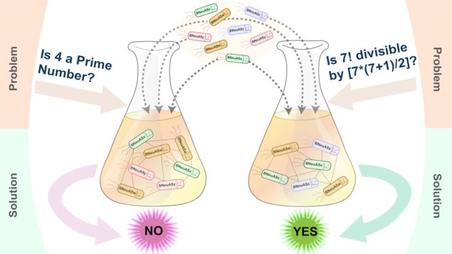 Genetically engineered bacteria solve computational problems