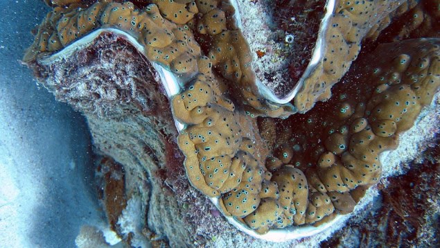 Giant clam