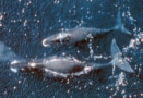 Bowhead whales