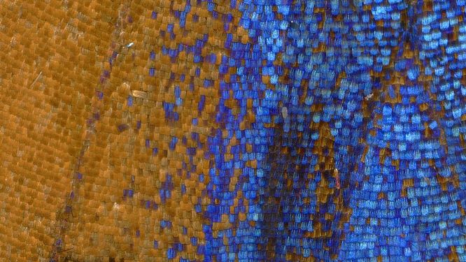 Close-up image showing the brown and blue scales on a butterfly's wing