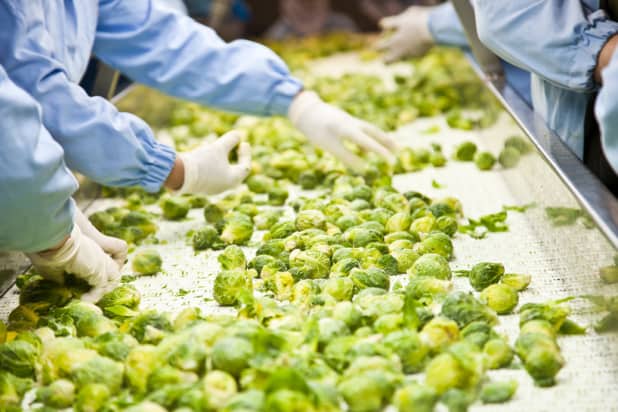 A photo of a person's gloved hands sorting a conveyor belt full of Brussels sprouts