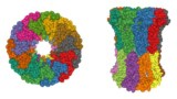 Cryo-electron microscopy image of biological structure