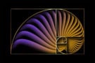 Illustration of the Golden Ratio on a shell