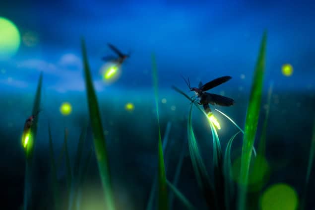 Photo of lit-up fireflies and grass at night