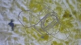 Microplastic fibres