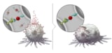 Nanoparticles enhance immune response