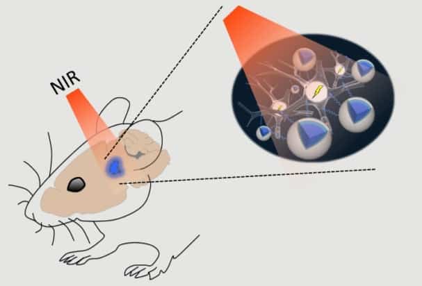 NIR light penetrates brain tissue and activates neurons via UCNPs