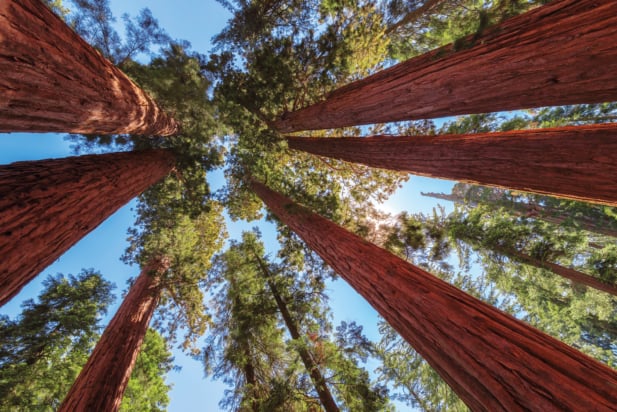 Redwood trees