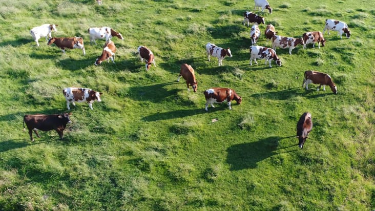 cows grazing