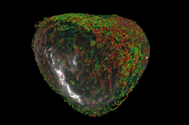 Model for microcirculatory blood flow