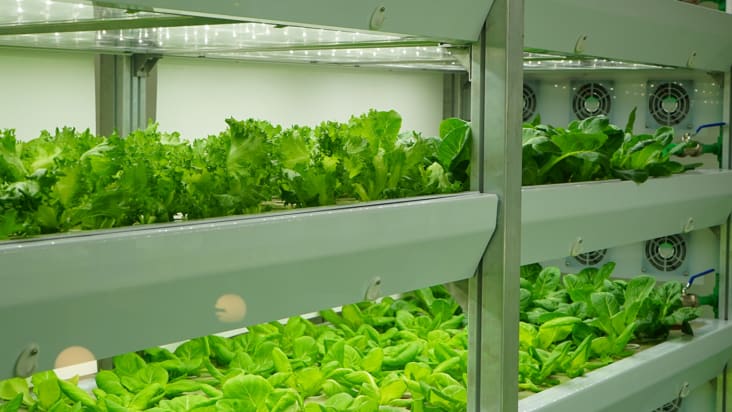 Vertical farming