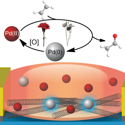 Diagram showing Pd(II) and Pd(0) atoms above a sensor made from carbon nanotubes