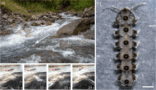 Composite image showing a fast-moving alpine stream, four frames from a video of a larvae crawling on an underwater rock, and a view of the larva's underside